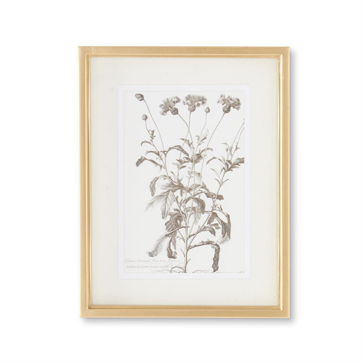 18" Gold Frame Botanical Print