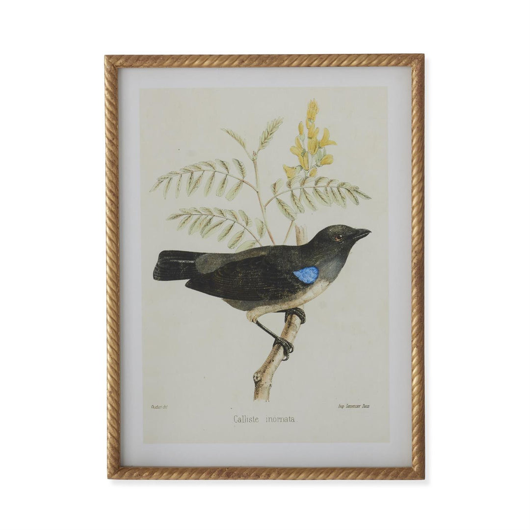 Bird Print With Twist Frame