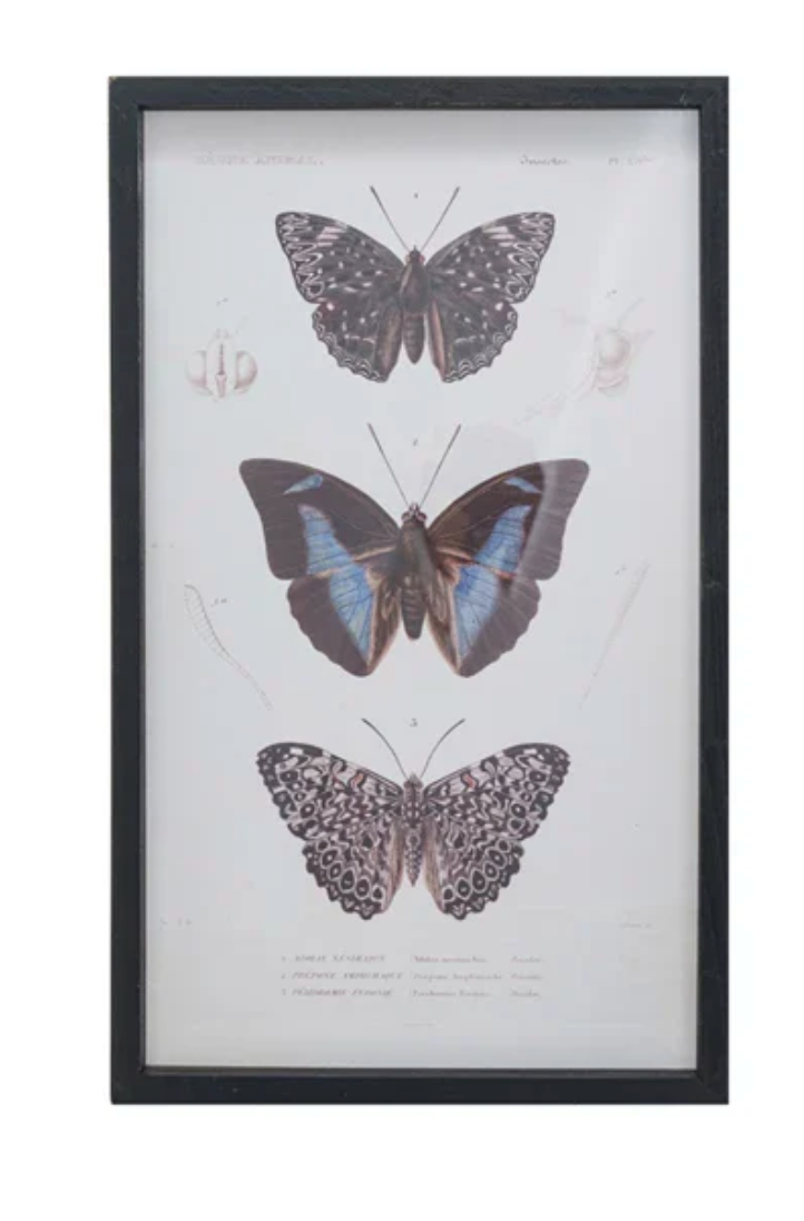 Butterflies Wall Art - Madison's Niche 