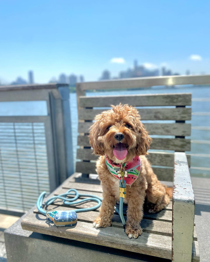 Powder Blue Marine Rope Leash - Madison's Niche 