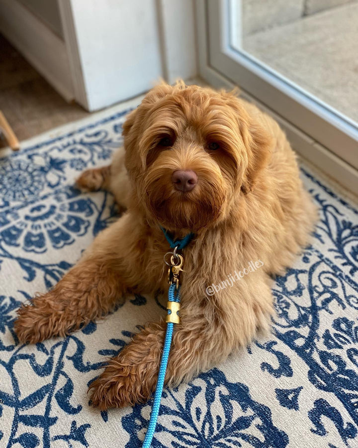 Powder Blue Marine Rope Leash - Madison's Niche 