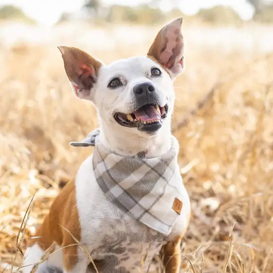 Andover Plaid Bandana