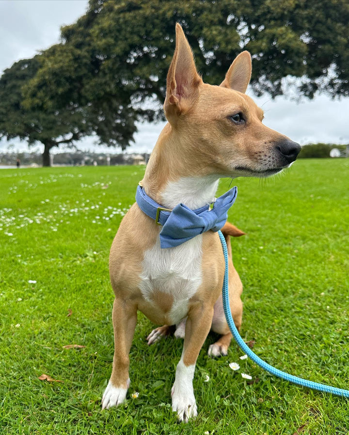 Powder Blue Marine Rope Leash - Madison's Niche 