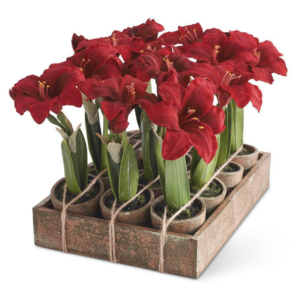Potted Red Amaryllis Madison's Niche 