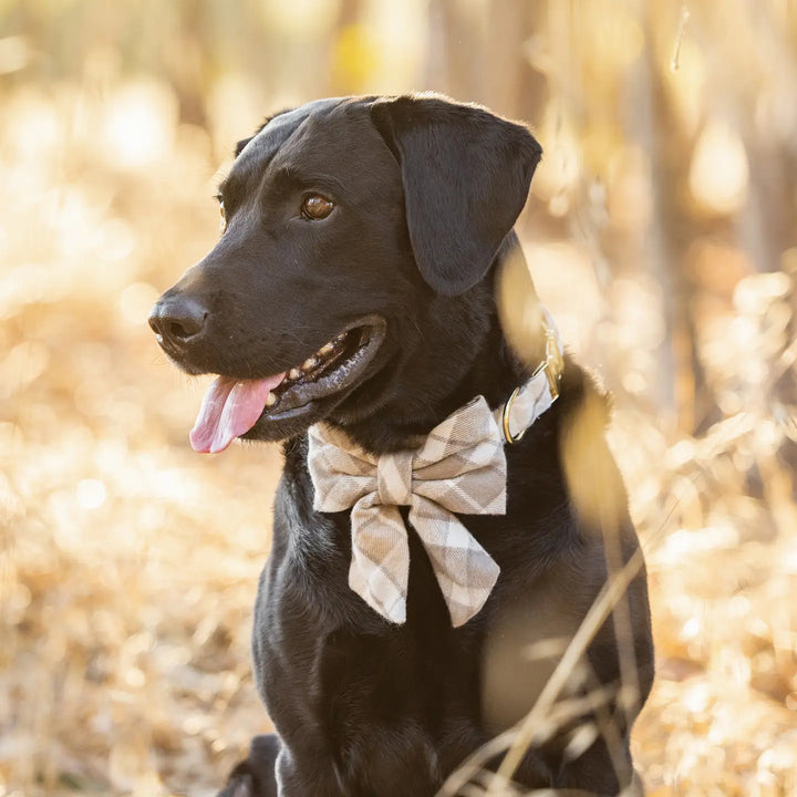 Andover Plaid Lady Bow - Madison's Niche 