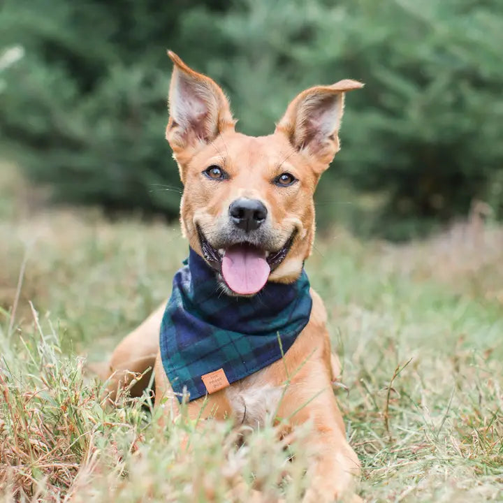 Black Watch Plaid Bandana - Madison's Niche 