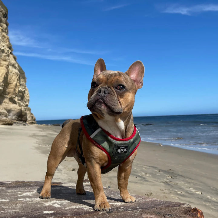 Camo Harness - Madison's Niche 