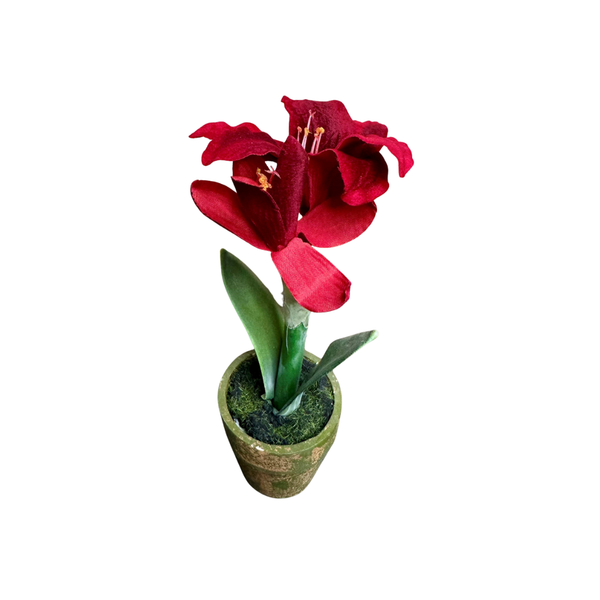 Potted Red Amaryllis Madison's Niche 