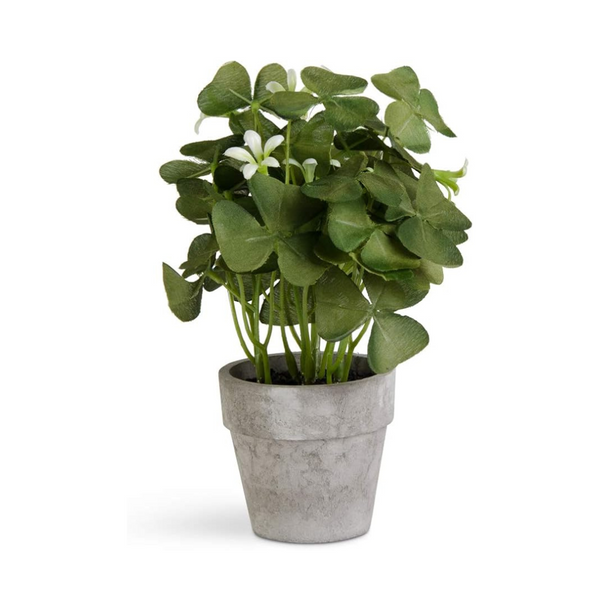 Potted Oxalis Plant Madison's Niche 