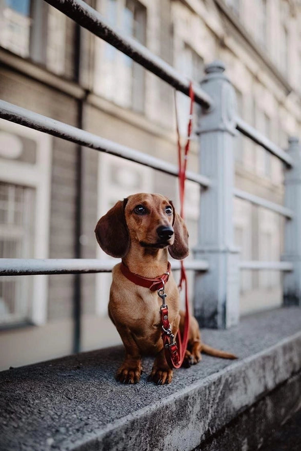 Chili Red Leash - Madison's Niche 