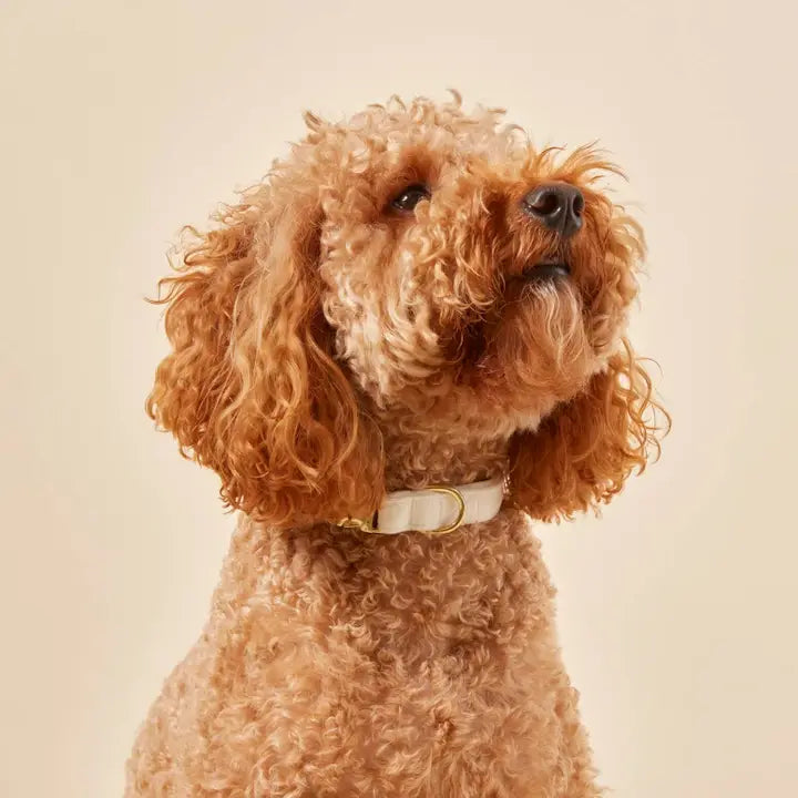 Ivory Velvet Collar