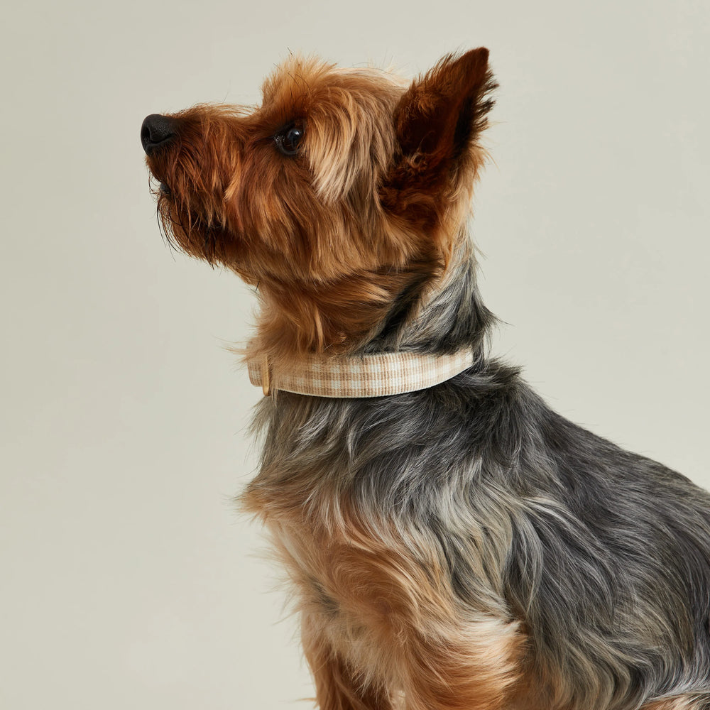 Gingham Collar in Tan - Madison's Niche 