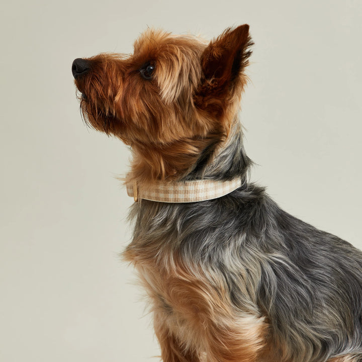 Gingham Collar in Tan - Madison's Niche 