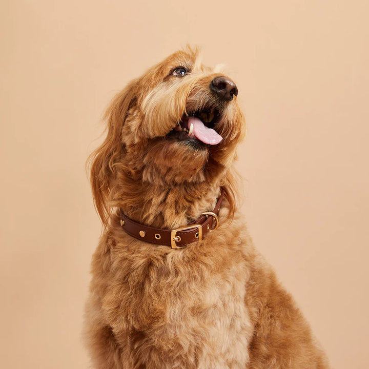 Stud Leather Collar - Madison's Niche 