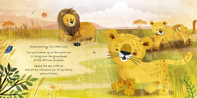 Little Lion - Madison's Niche 