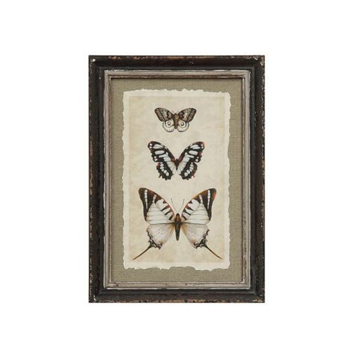 Framed Insect Print - Madison's Niche 