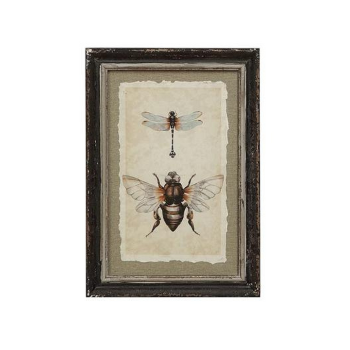 Framed Insect Print - Madison's Niche 