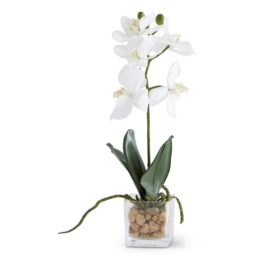 White Orchid in Vase - Madison's Niche 